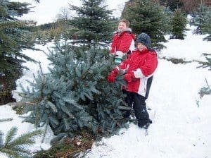 Weihnachtsbaum schlagen