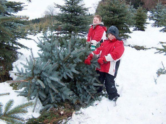 Weihnachtsbaumerzeuger