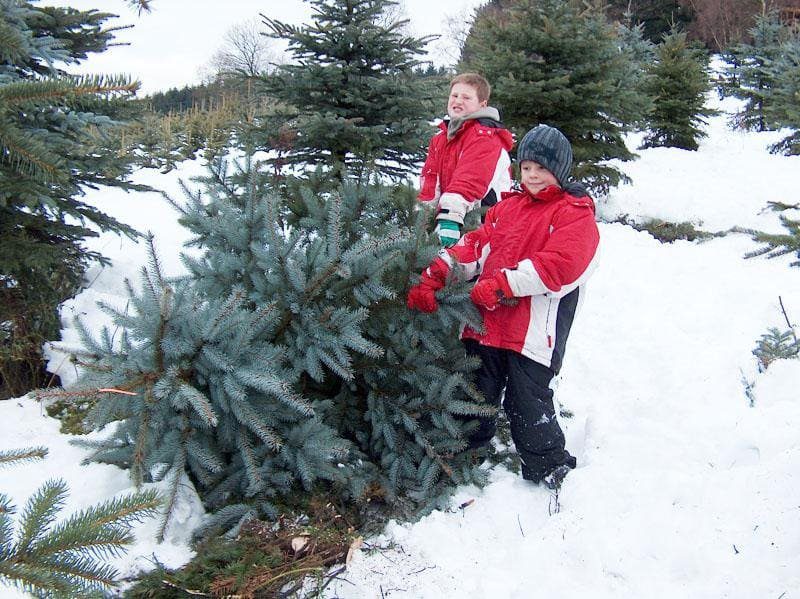 Christbaumschlagen