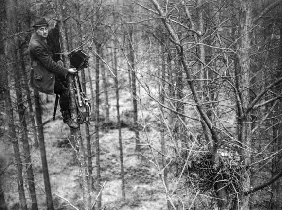 Hermann Reichling mit seiner Plattenkamera in einem Baum bei Aufnahmen an einem Greifvogelhorst. Bildarchiv: LWL-Medienzentrum für Westfalen