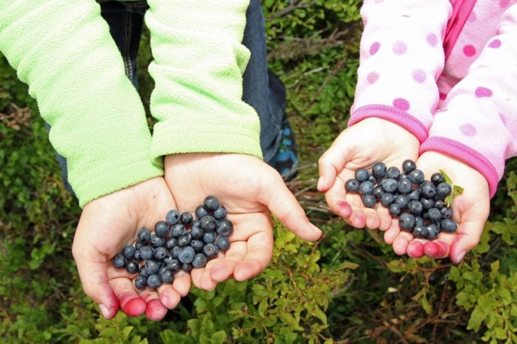 Himbeeren, Erdbeeren, Heidelbeeren