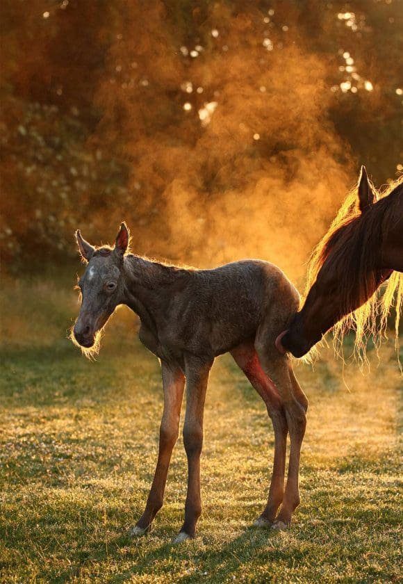 Equus Photo