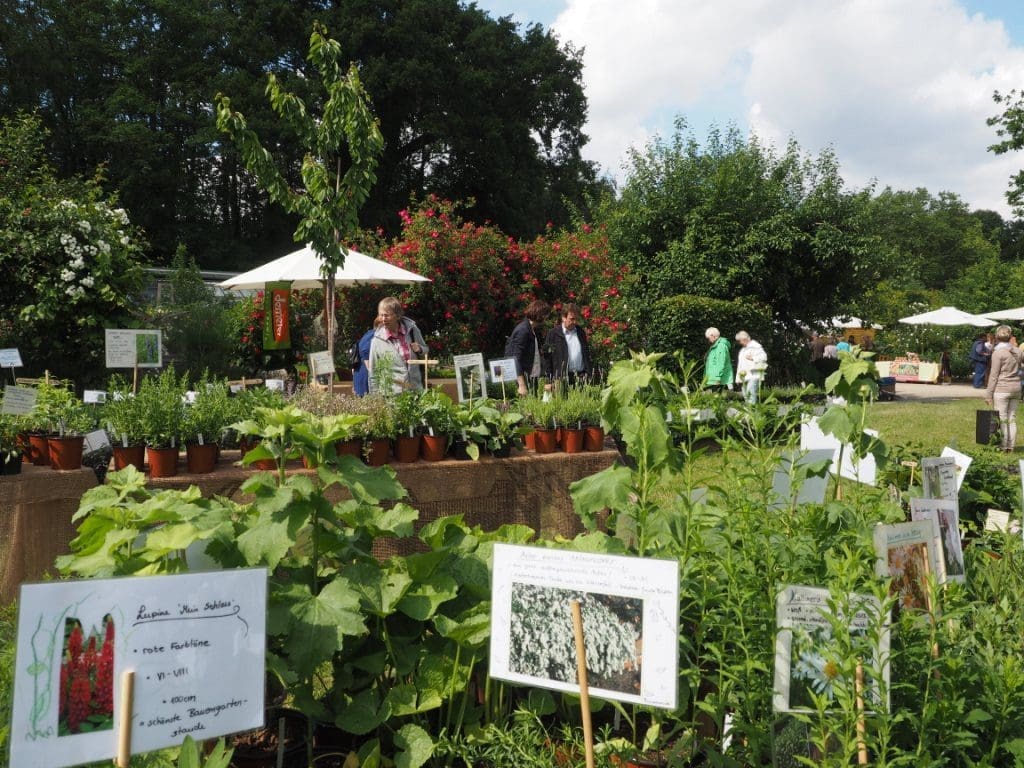 Auch beim Gartenfestival 2019 auf Ippenburg: Pflanzen im Angebot
