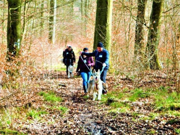 Wolfshundetrekking