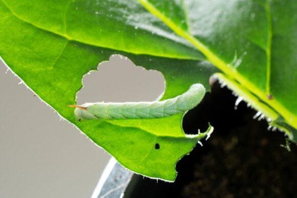 Abwehrgifte schützen Pflanzen vor Fressfeinden
