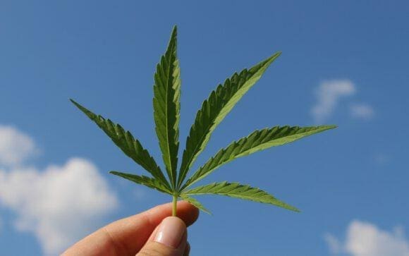 Pilotprojekte klären Anbau von Cannabis