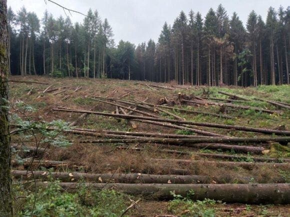 Wald ist in einem beklagenswerten Zustand