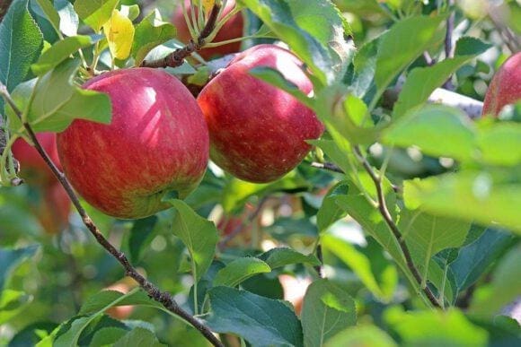Apfelkultur im Münsterland