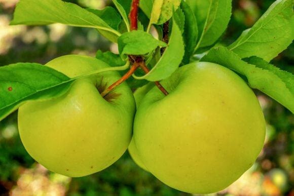 Apelkultur im Münsterland gedeiht besonders gut