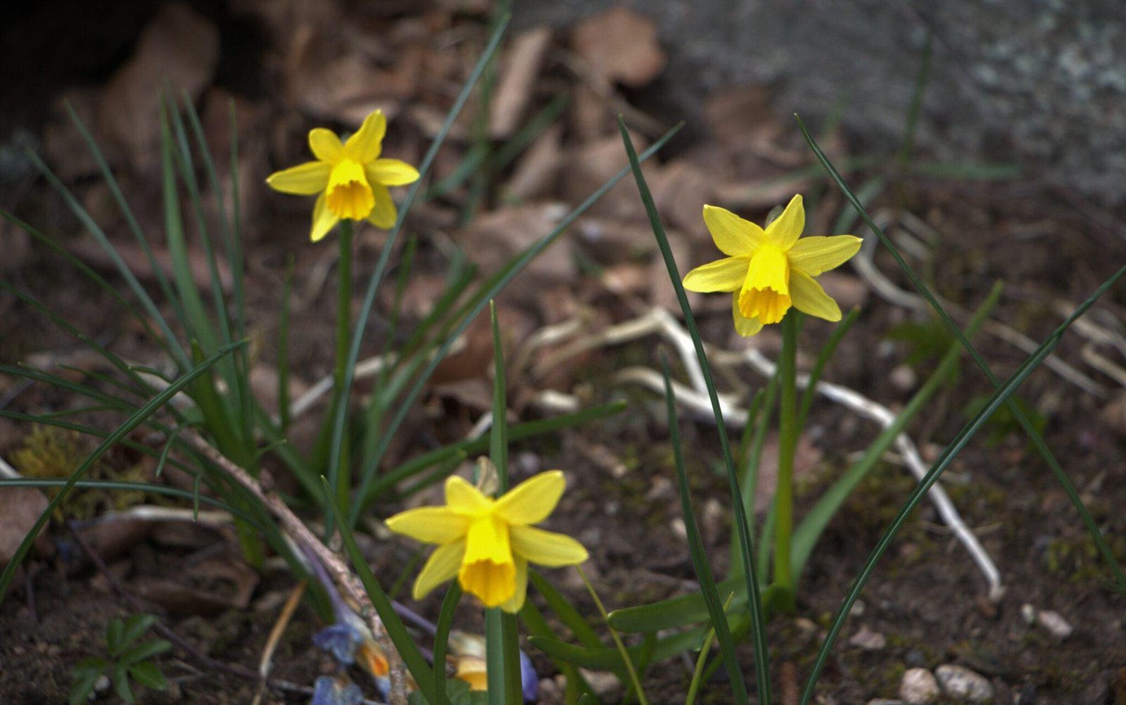 Frohe Ostern