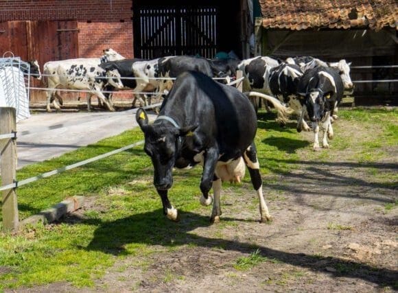 Weidehaltung ergibt beste Bio-Milch