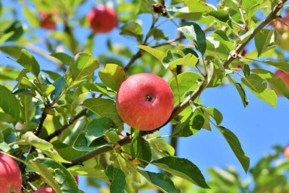 Apfelernte in NRW läuft gerade schon an