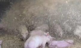 Strohdusche im Schweinestall - artgerechte Tierhaltung