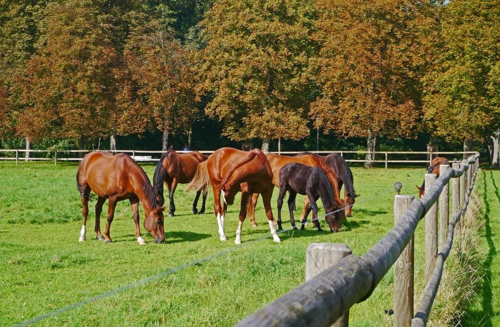 Im Münsterland gibt es viele Pferde