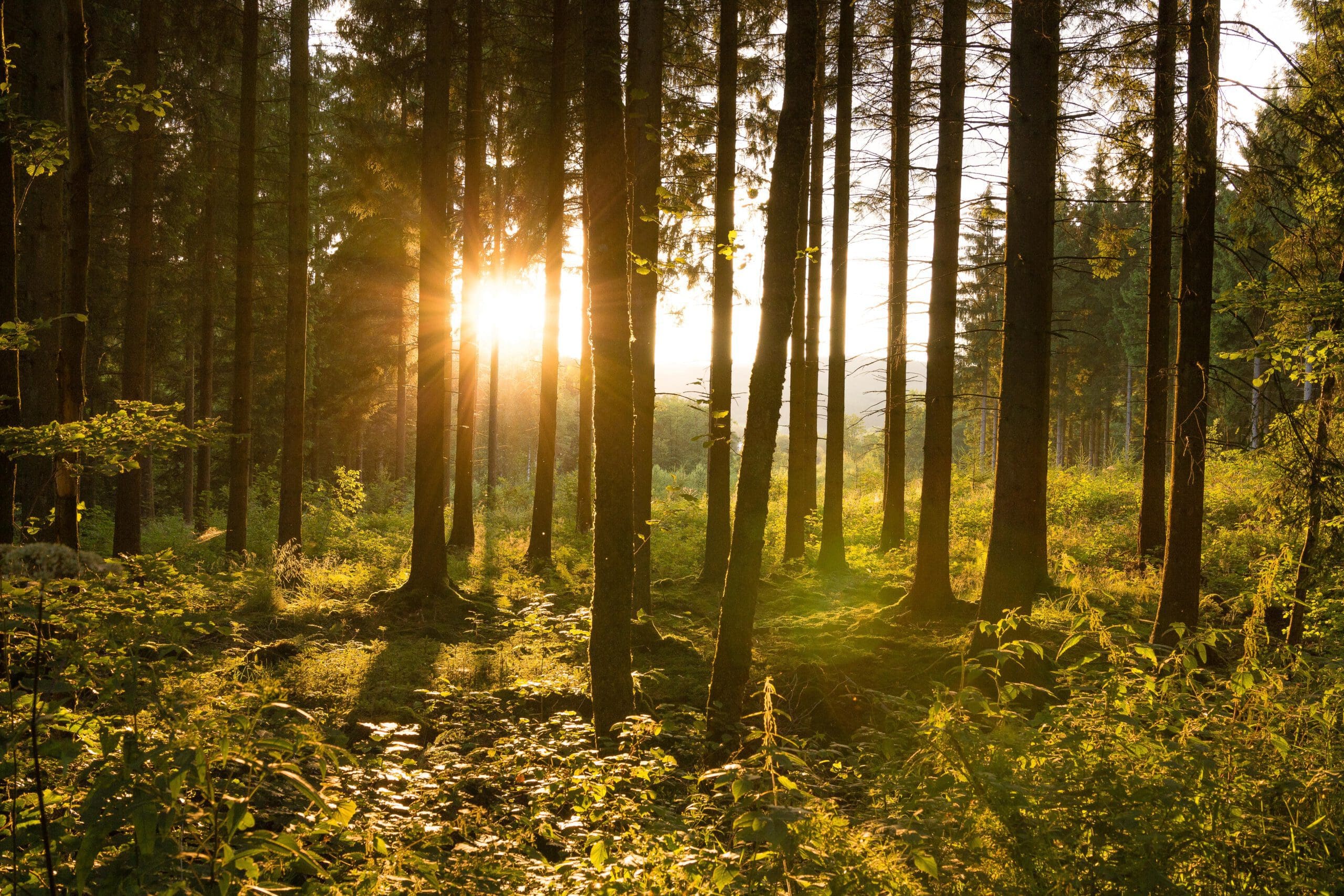 Sonnenlicht im Fichtenwald, ein seltener werdendes Bild. Ein Projekt im Naturpark Sauerland Rothaargebirge will mit alten, widerstandsfähigen Baumarten an der Waldzukunft arbeiten - Foto NPSR/Kerstin Berens