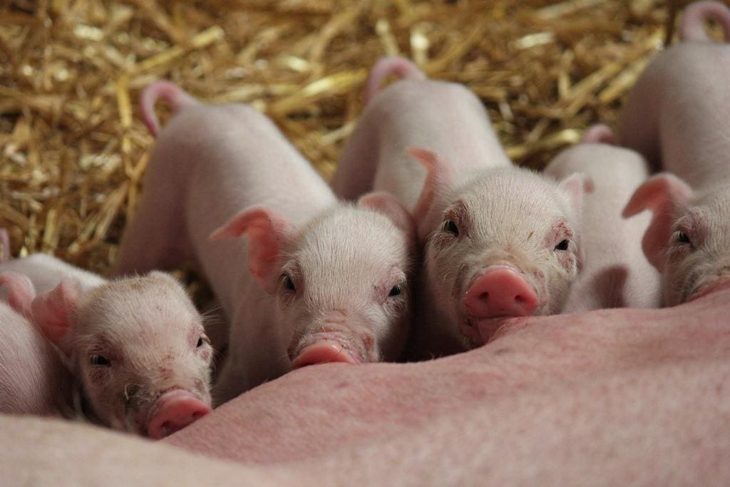 Schweinehaltung steht unter Druck