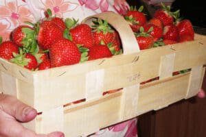 Erdbeeren