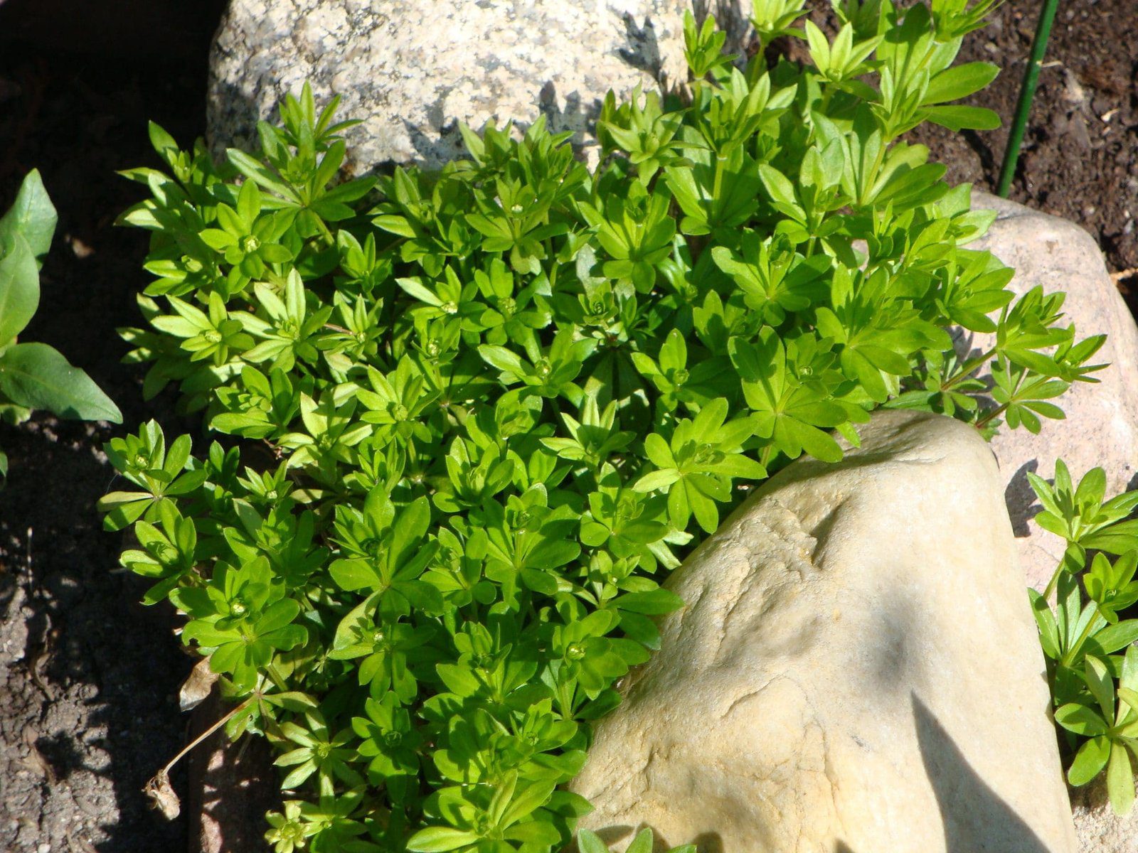 Maibowle mit Waldmeister