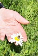 Bienen lieben artenreiche Magerwiesen, denn ihre blühenden Pflanzen dienen ihnen und vielen weiteren Insekten als Nahrungsquelle - Foto Gaby Raulf