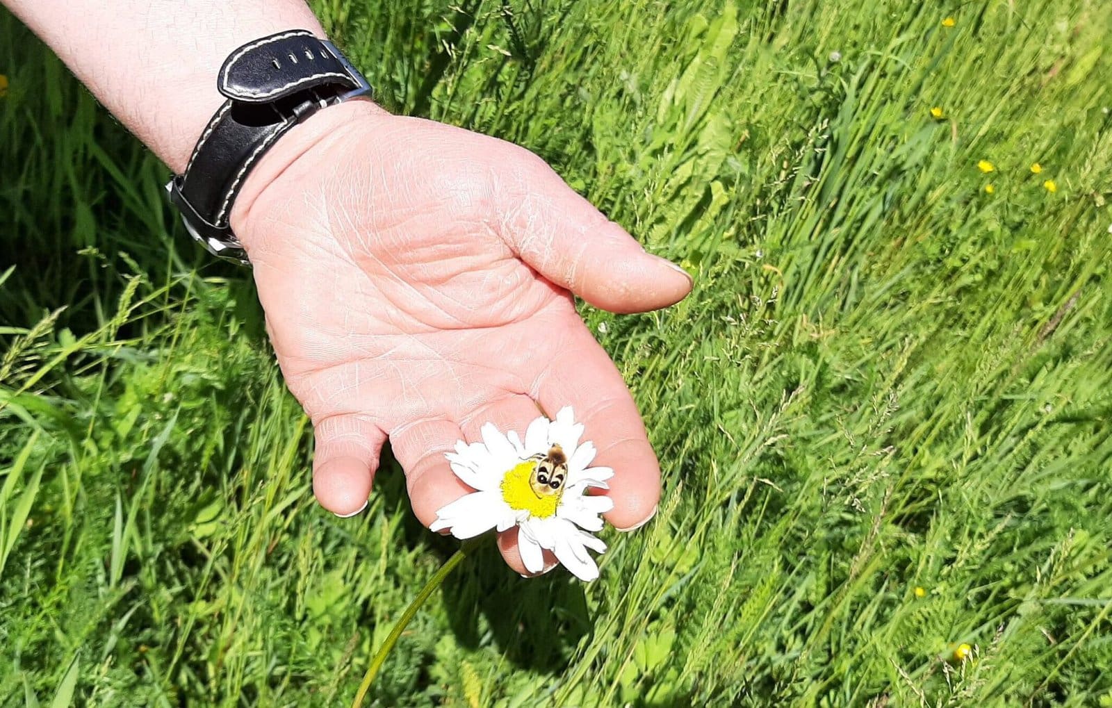 Bienen lieben artenreiche Magerwiesen, denn ihre blühenden Pflanzen dienen ihnen und vielen weiteren Insekten als Nahrungsquelle - Foto Gaby Raulf