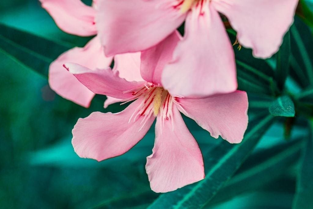 Oleander wird oft schnell befallen