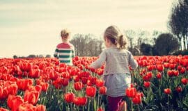Tulpen wollen richtig behandelt werden