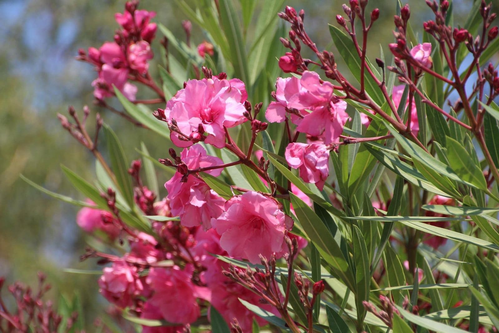 Oleander wird oft schnell befallen