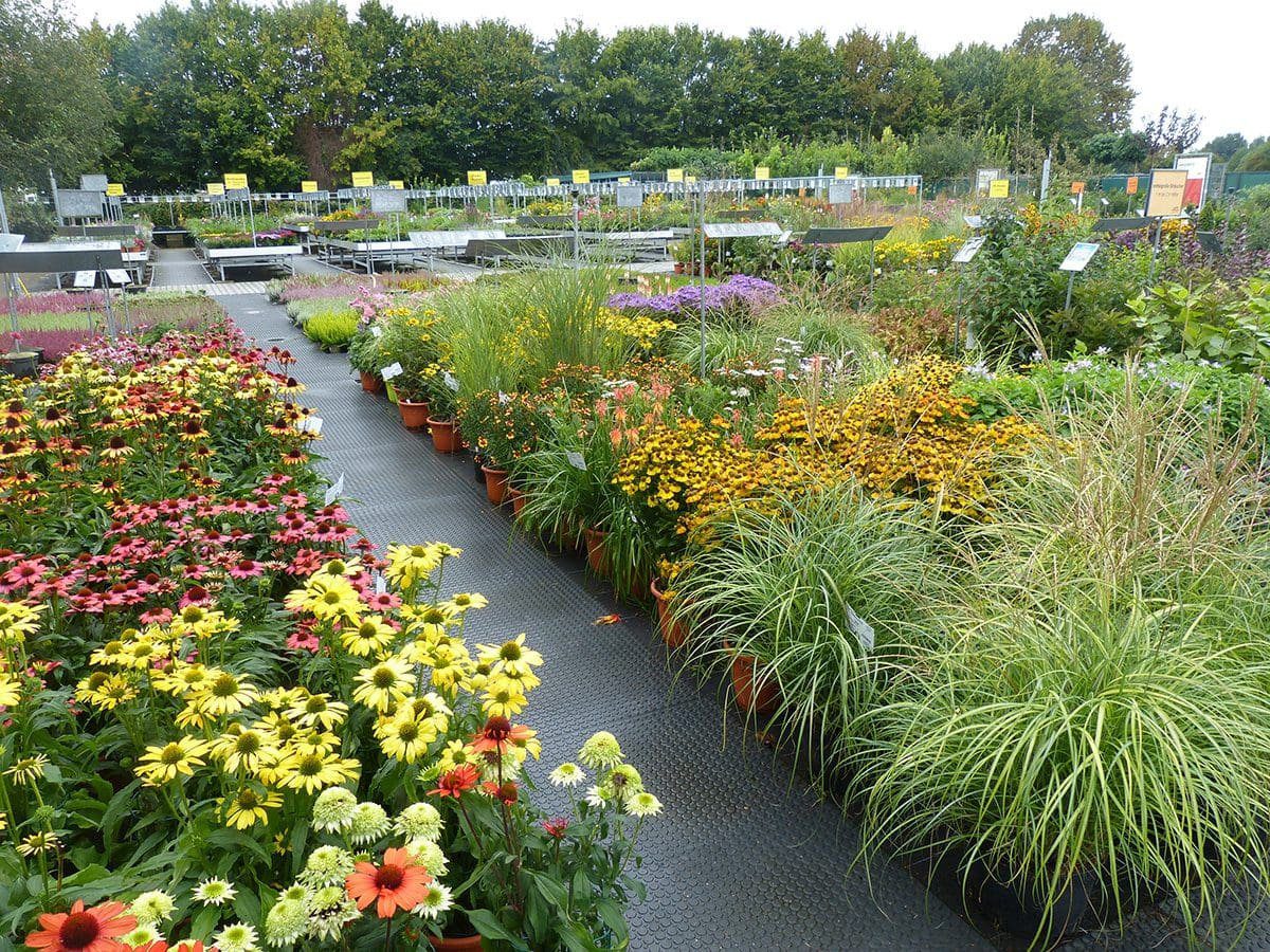Sommerblumen