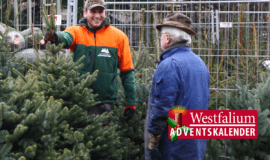 Weihnachtsbaum
