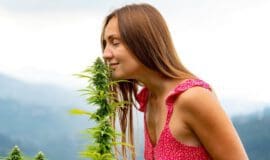 Cannabis soll bald legalisiert werden