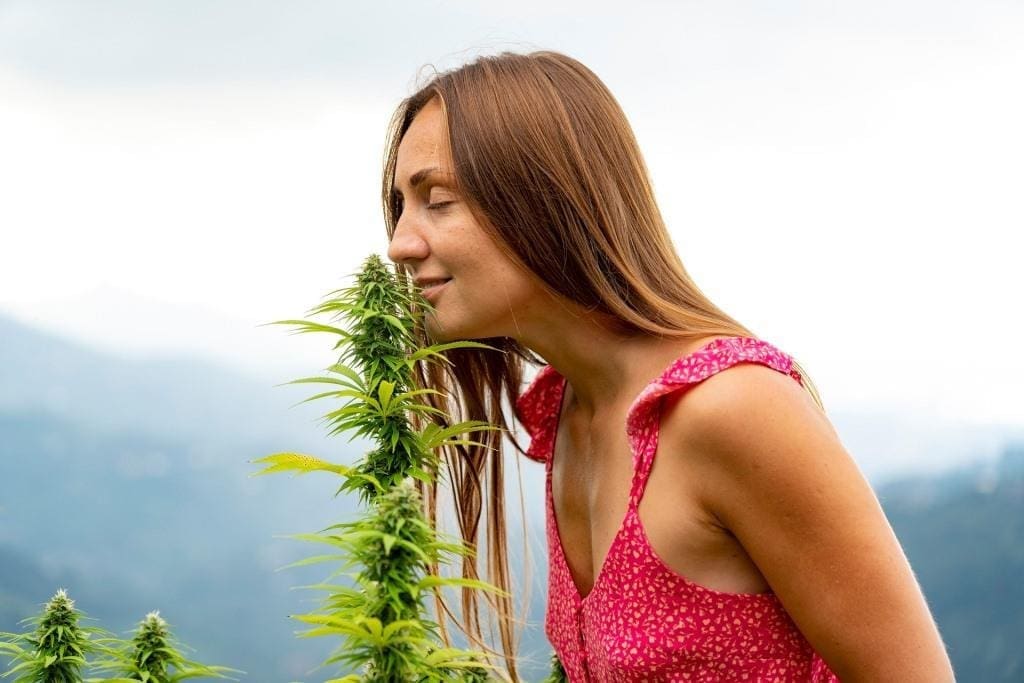 Cannabis soll bald legalisiert werden