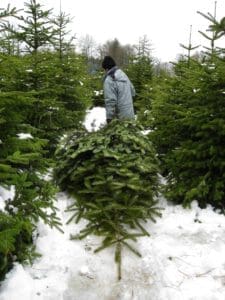 Weihnachtsbaum vom Forstmannshof