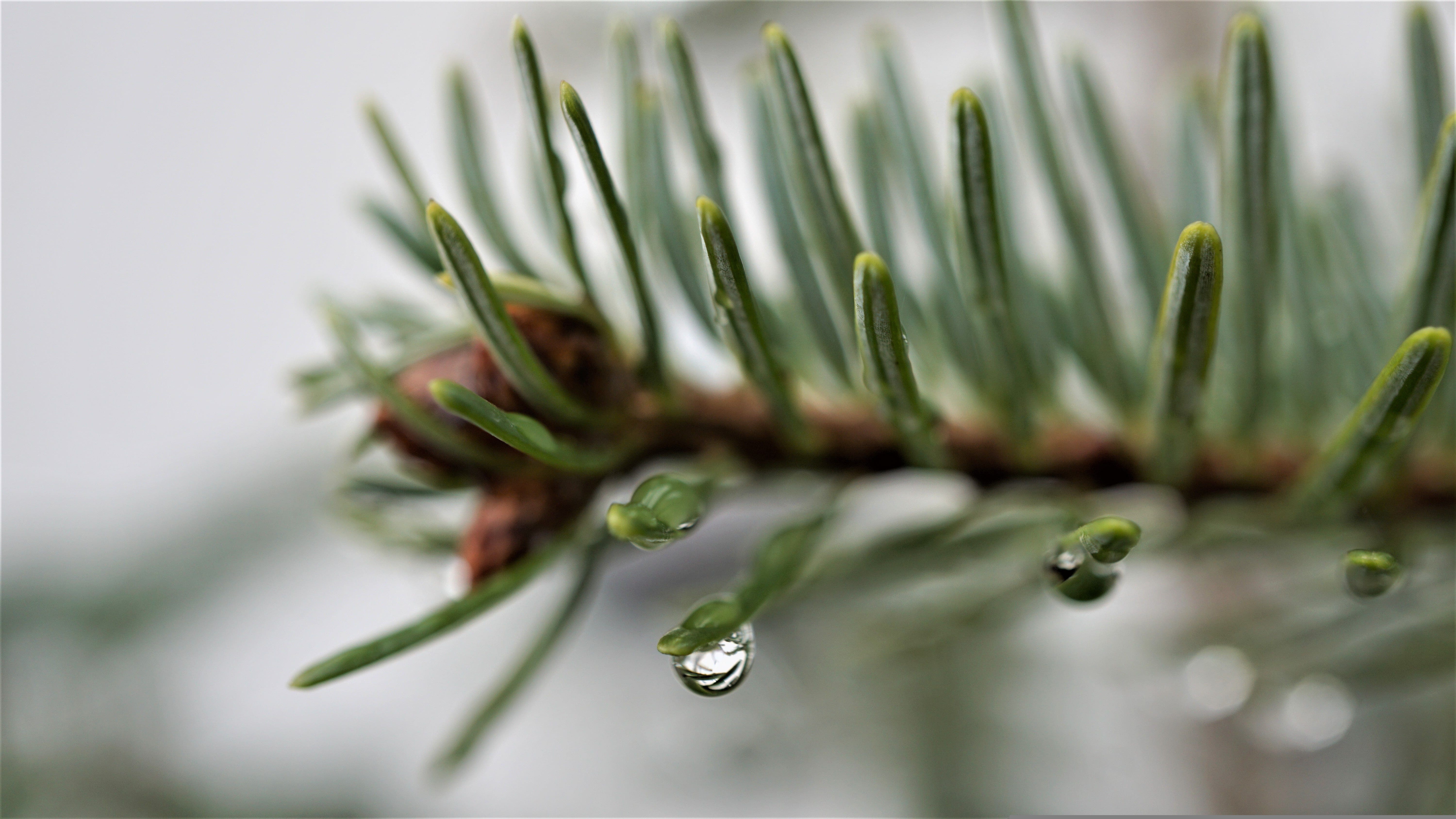 Mit dem richtigen Wassereinsatz lässt sich frühzeitigen Weihnachtsbaum-Nadeln vermeiden - Foo von Myléne auf Pixabay