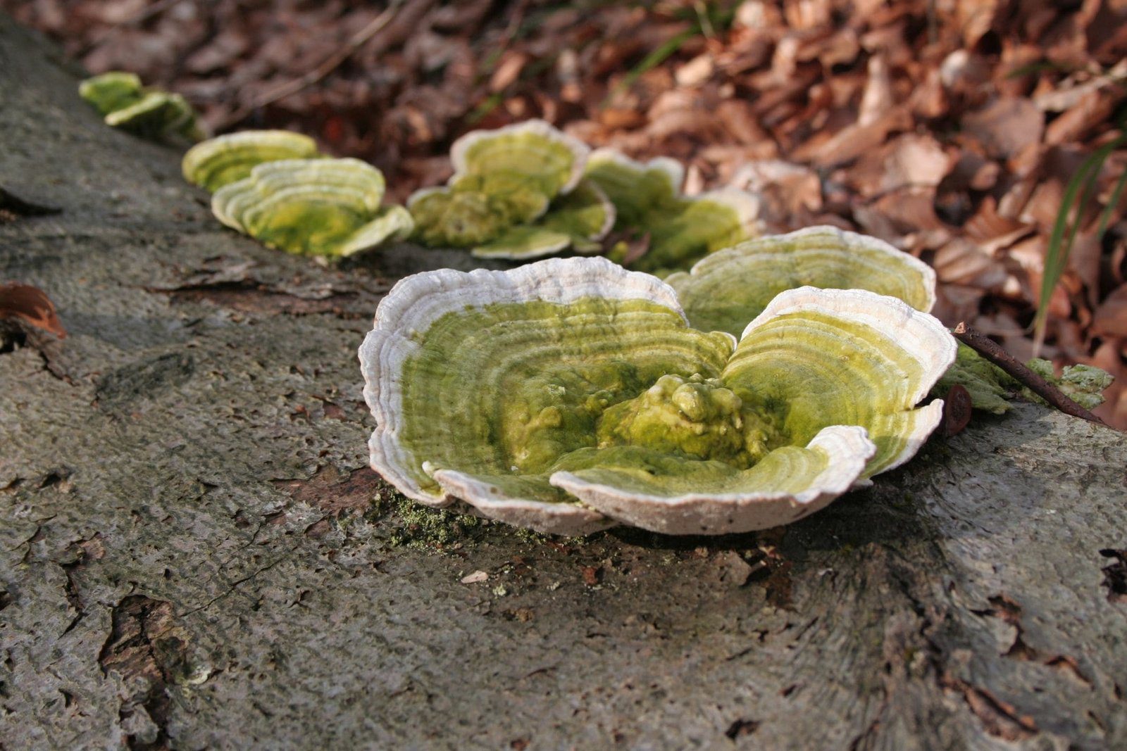 Natur