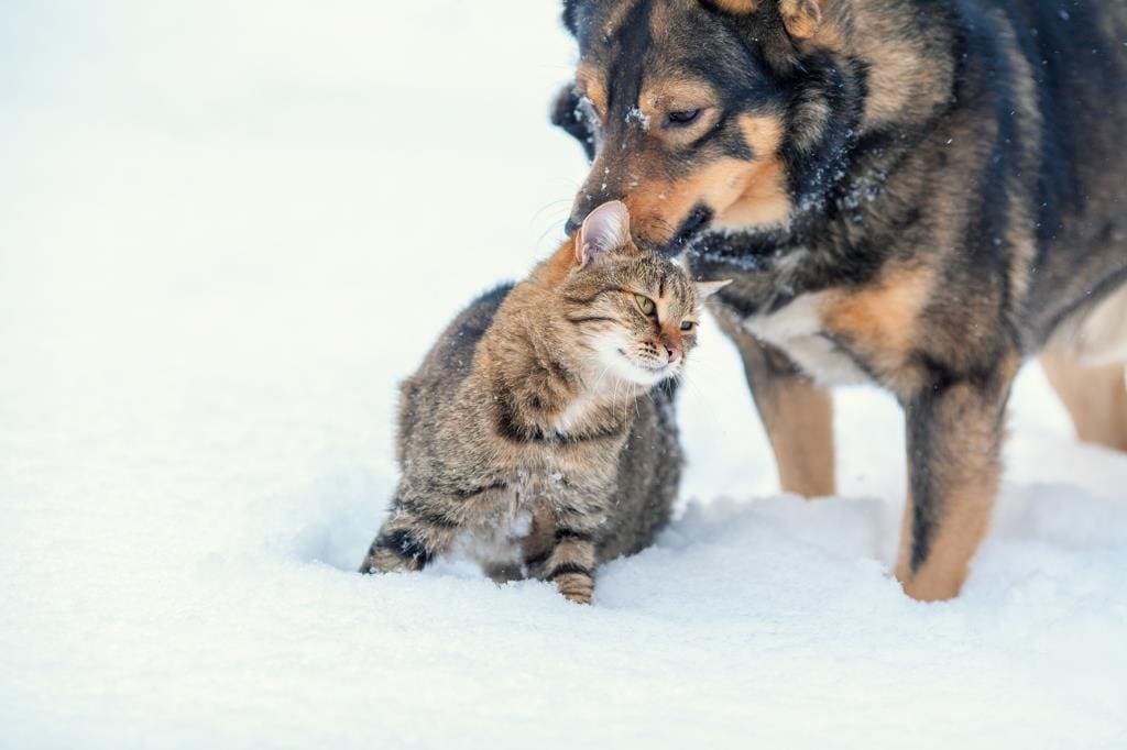 Hunde und Katzen im Winter