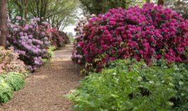 Rhododendron und Azaleen begeistern Gartenfans