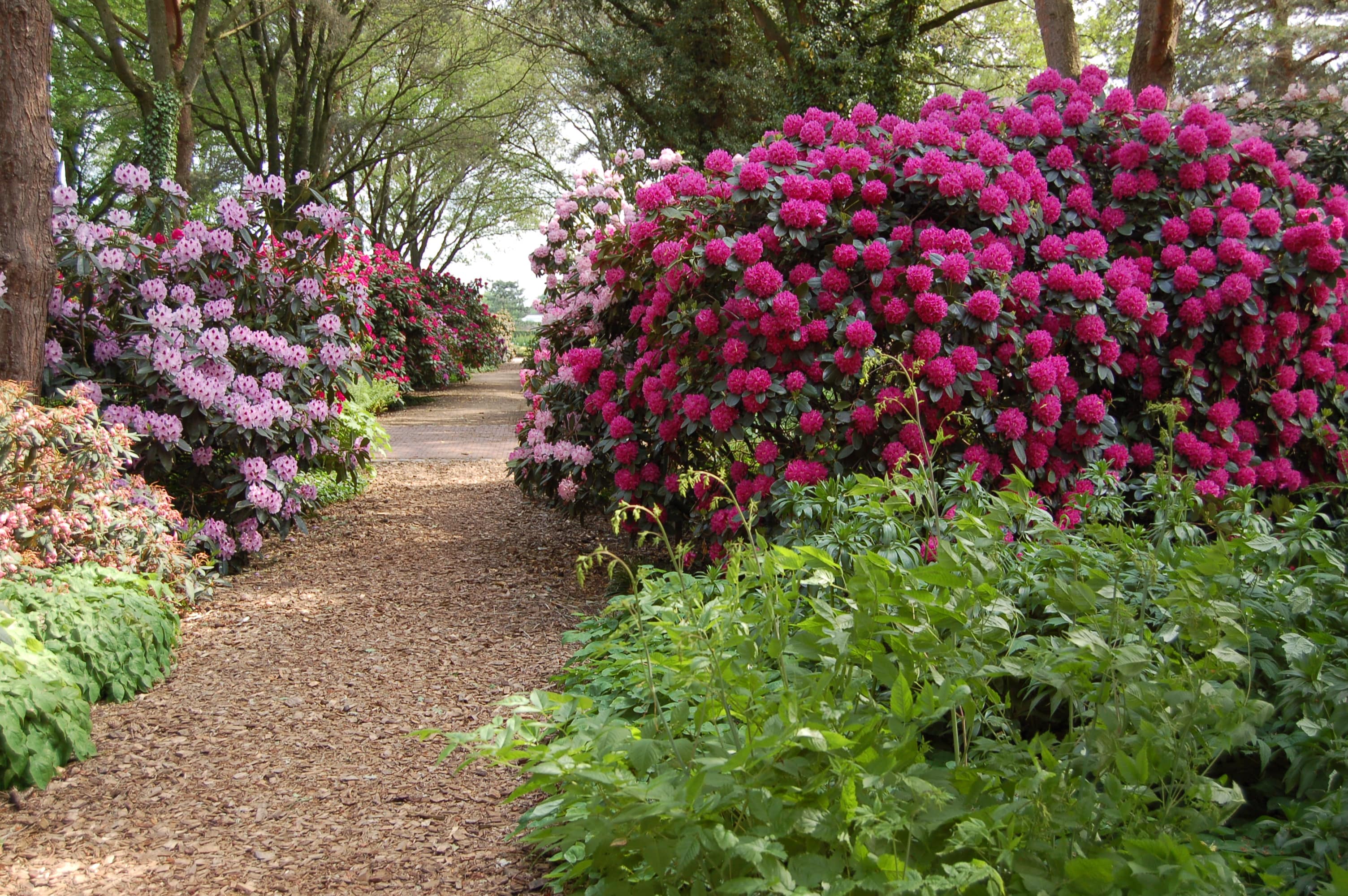 Rhododendron und Azaleen begeistern Gartenfans