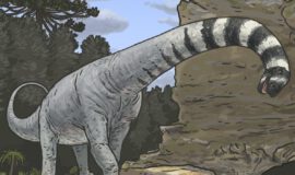 Dinosaurier im Sauerland - Krallenknochen gefunden