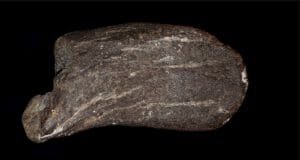 Fingerglied eines Langhalsdinosauriers aus der Fundstelle bei Balve. Nicht einmal acht Zentimeter lang - Foto Sven Sachs