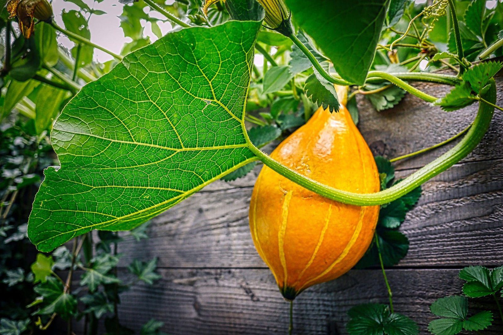 Hochbeete sind sehr beliebt, um im eigenen Umfeld für mehr Grün, Gemüse und Kräuter zu sorgen - Symbolbild / Foto von Albrecht Fietz auf Pixabay
