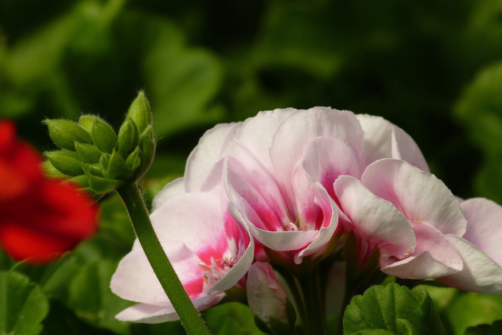 Sommerblumen