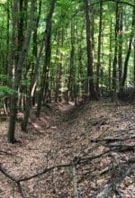 Der dritte Teil der Exkursionsreihe "Naturnahe Waldbewirtschaftung" führt am 12. Mai 2023 in den Arnsberger Stadtwald - Foto Stadt Arnsberg