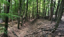 Exkursion: Der Weg zum gesunden Mischwald