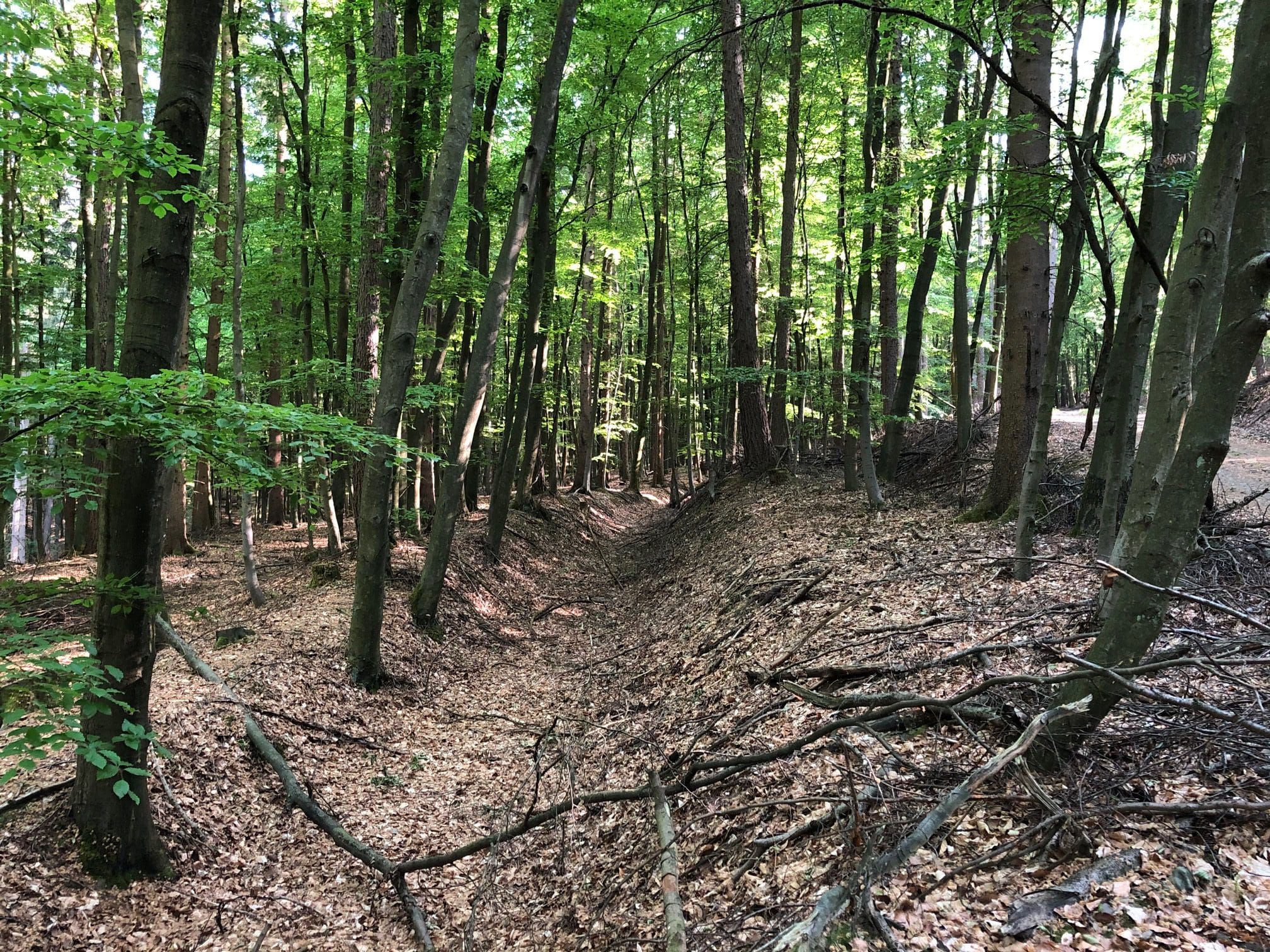 Der dritte Teil der Exkursionsreihe "Naturnahe Waldbewirtschaftung" führt am 12. Mai 2023 in den Arnsberger Stadtwald - Foto Stadt Arnsberg