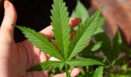 Suchtexperten sehen Cannabis-Legalisierung kritisch