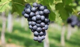 Weinanbau ist auch in westfälischen Regionen auf dem Vormarsch -