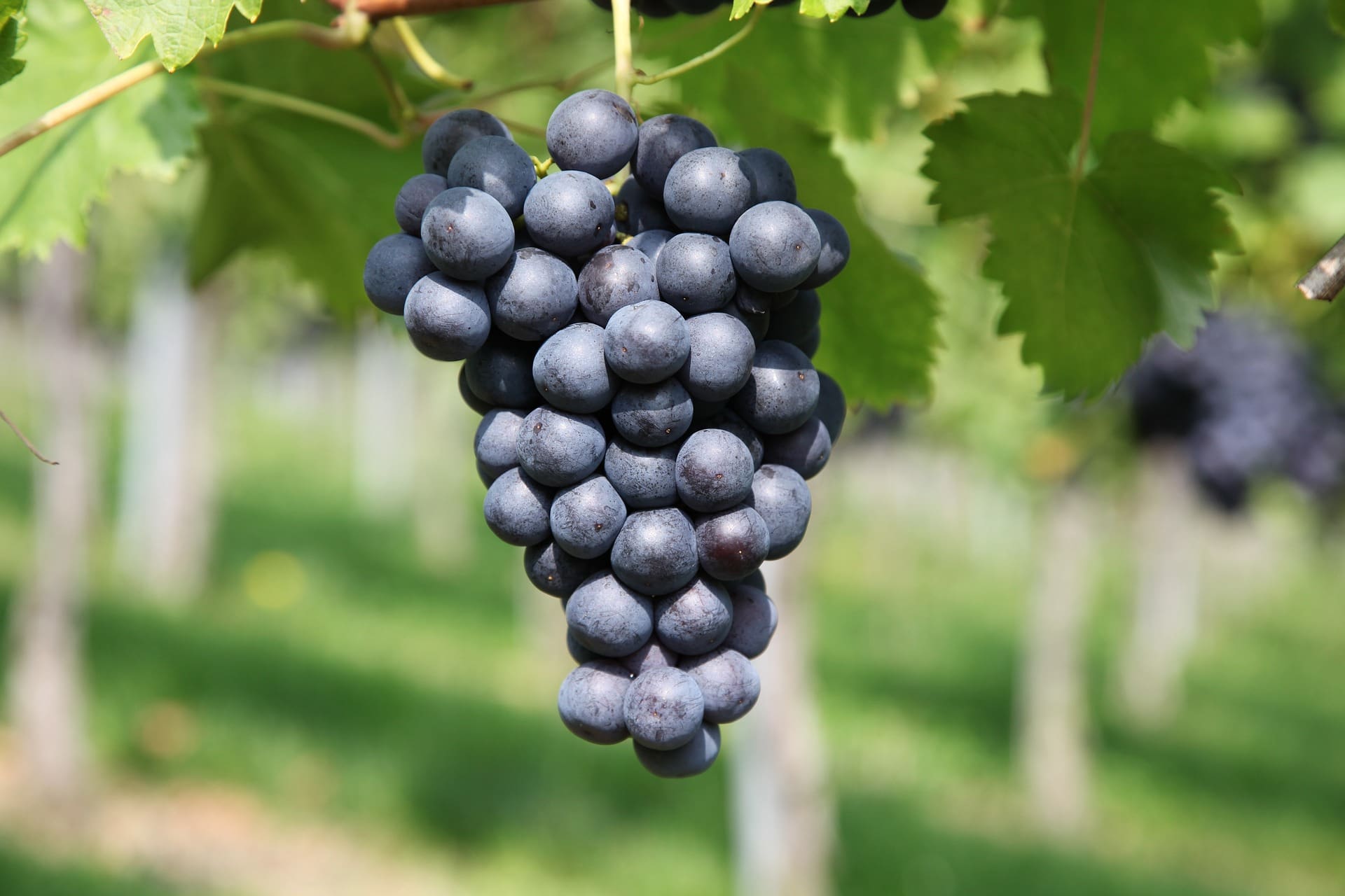 Weinanbau ist auch in westfälischen Regionen auf dem Vormarsch -