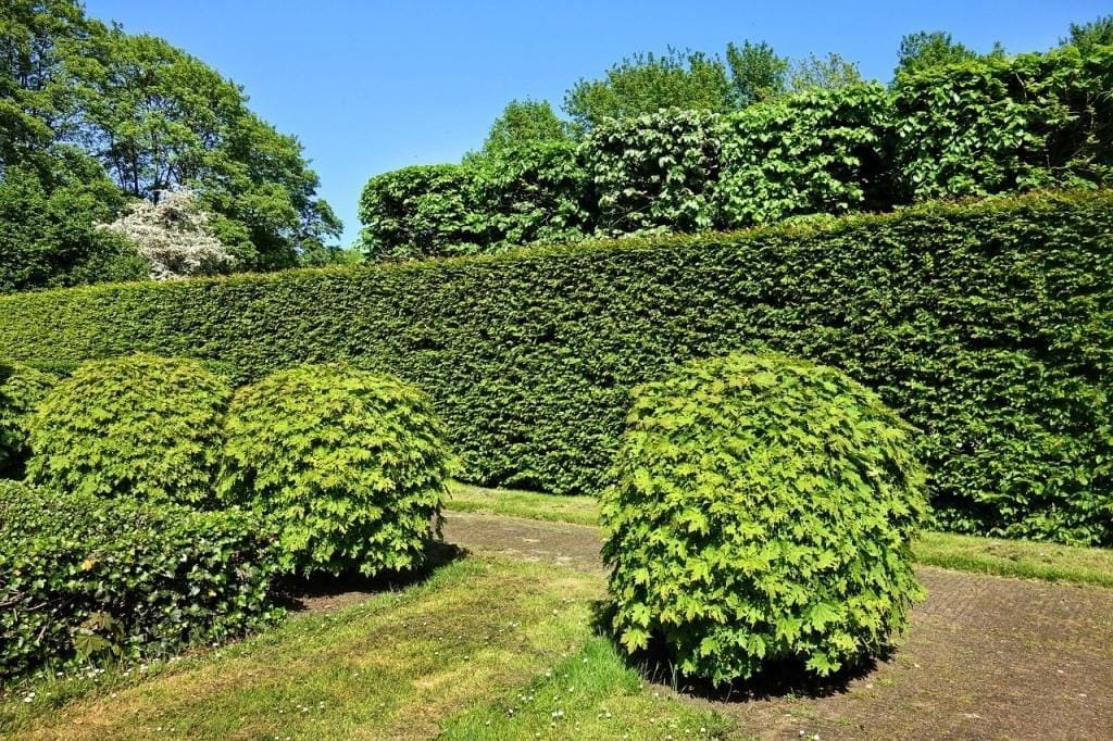 Hecken beeinflussen das Gesamtbild des Gartens
