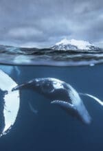Die Ausstellung „Winter Wale – Fotografien von Audun Rikardsen“ ist bis zum 11. Februar 2024 in der Städtischen Galerie Iserlohn zu sehen. An 5. Januar findet eine öffentliche Führung statt - Foto Audun Rikardsen