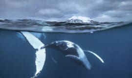 Die Ausstellung „Winter Wale – Fotografien von Audun Rikardsen“ ist bis zum 11. Februar 2024 in der Städtischen Galerie Iserlohn zu sehen. An 5. Januar findet eine öffentliche Führung statt - Foto Audun Rikardsen